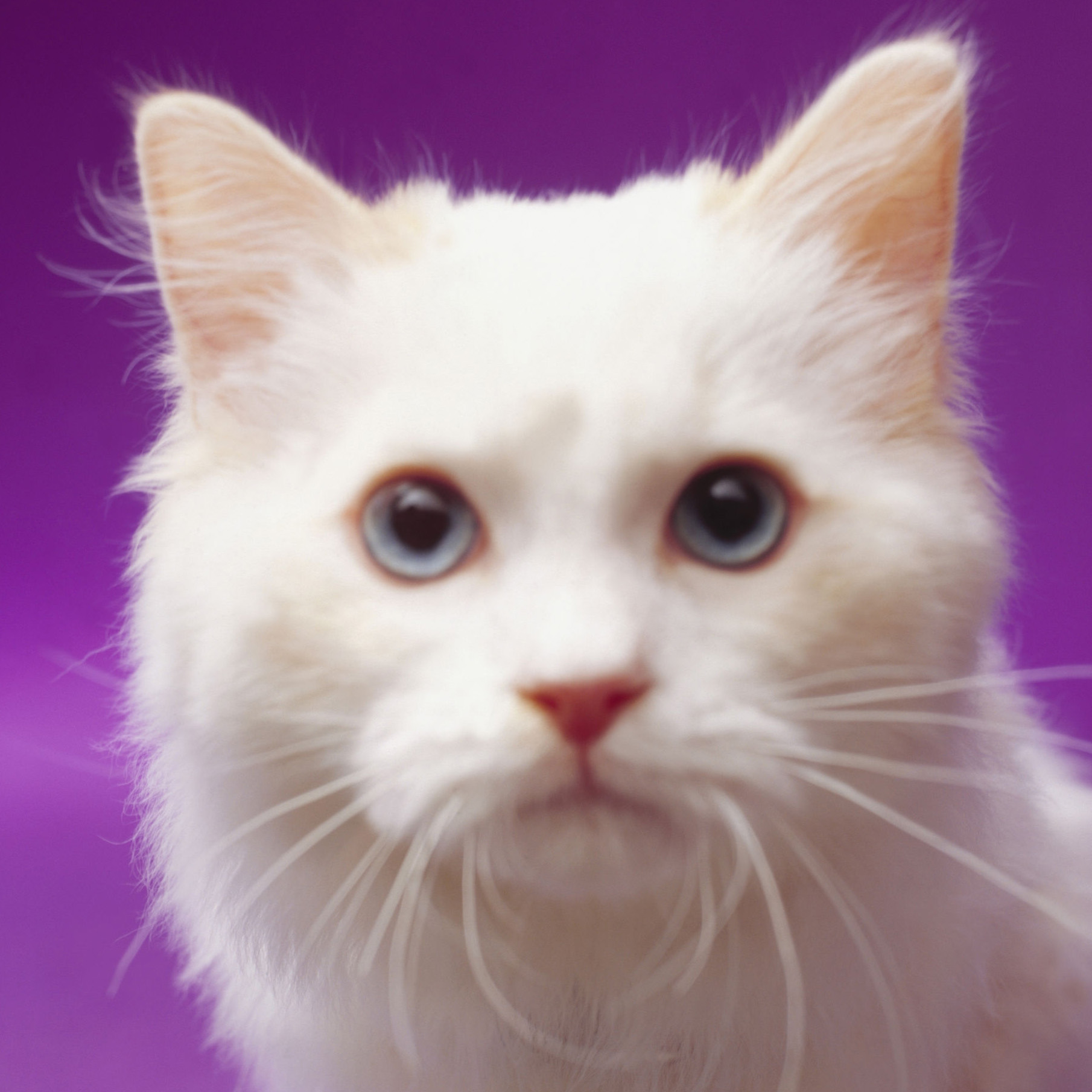 catz64